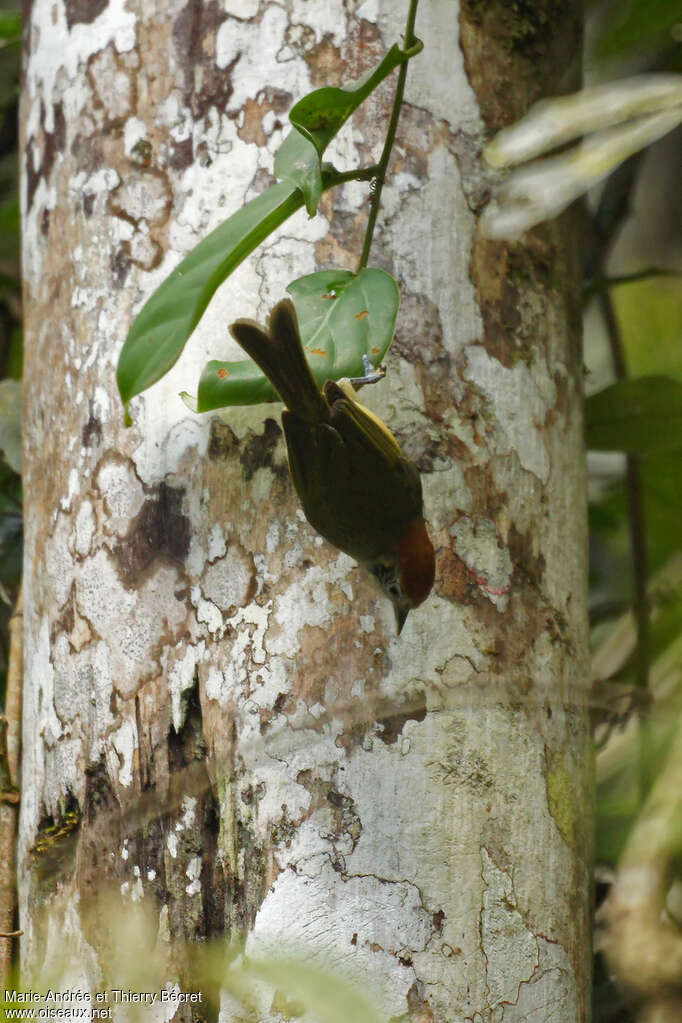 Rufous-crowned Greenlet