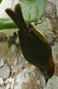 Rufous-crowned Greenlet