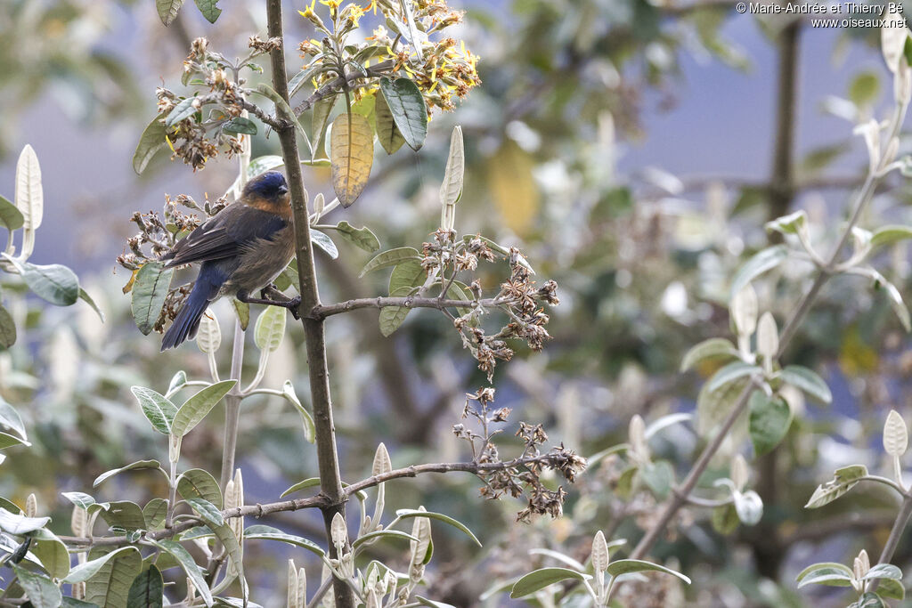 Streaked Dacnis female