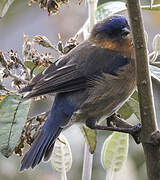 Streaked Dacnis