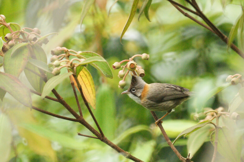 Whiskered Yuhina