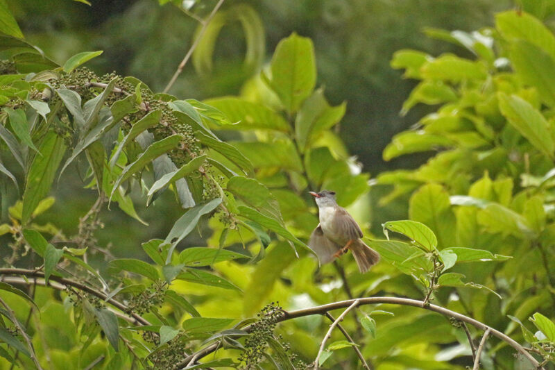 Yuhina à menton noir