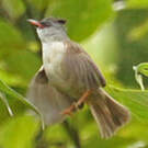 Yuhina à menton noir