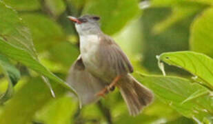 Yuhina à menton noir