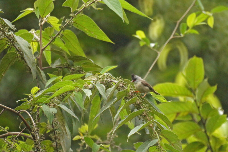 Yuhina à menton noir