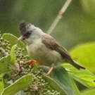 Yuhina à menton noir