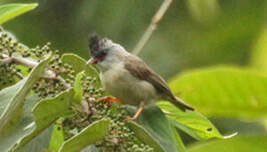 Yuhina à menton noir