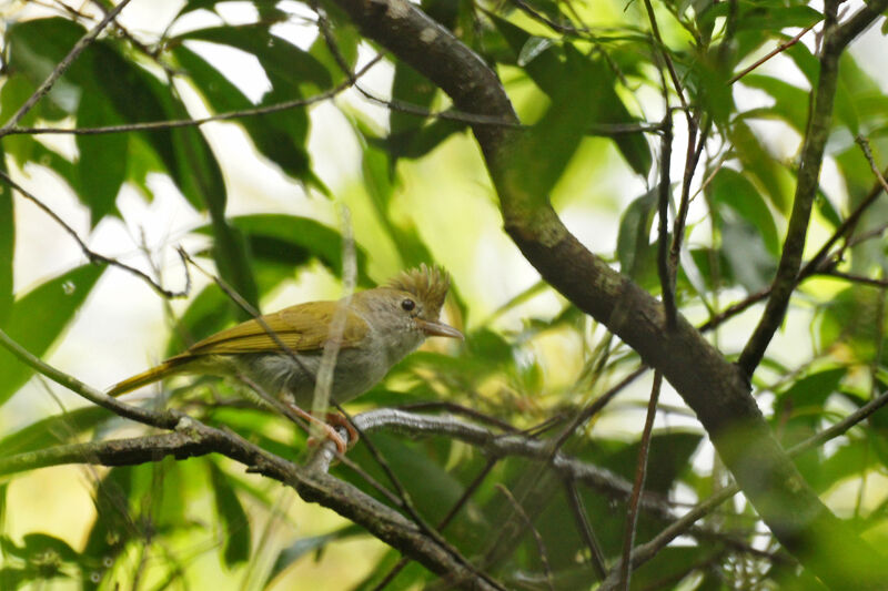 White-bellied Erpornis