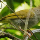 Yuhina à ventre blanc