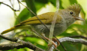 Yuhina à ventre blanc