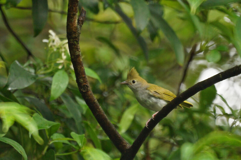 Yuhina à ventre blanc