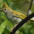 Yuhina à ventre blanc