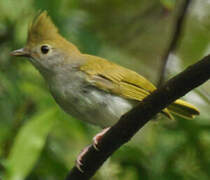 White-bellied Erpornis