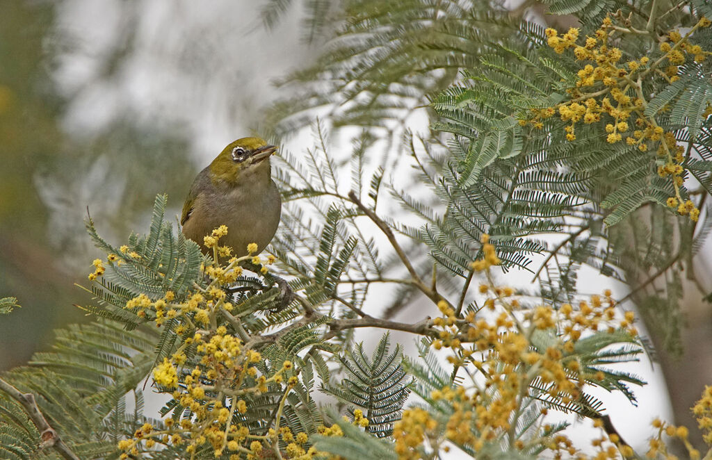 Zostérops à dos gris