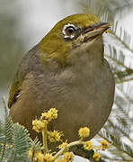 Silvereye