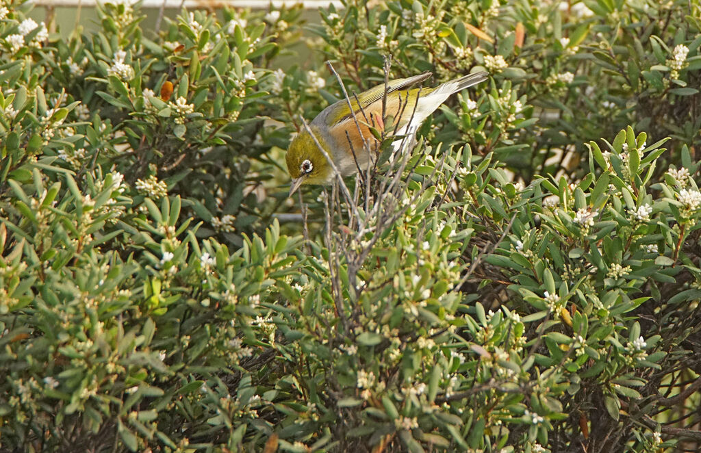 Silvereye