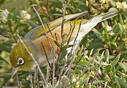 Silvereye