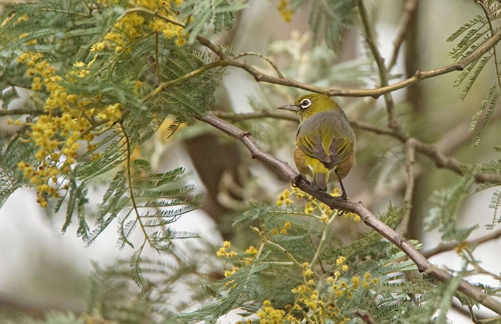 Zostérops à dos gris