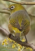 Silvereye