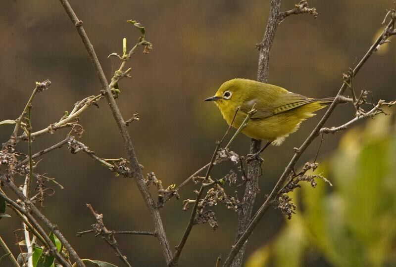 Pale White-eye