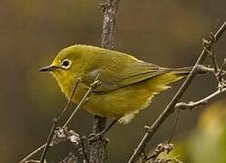 Pale White-eye