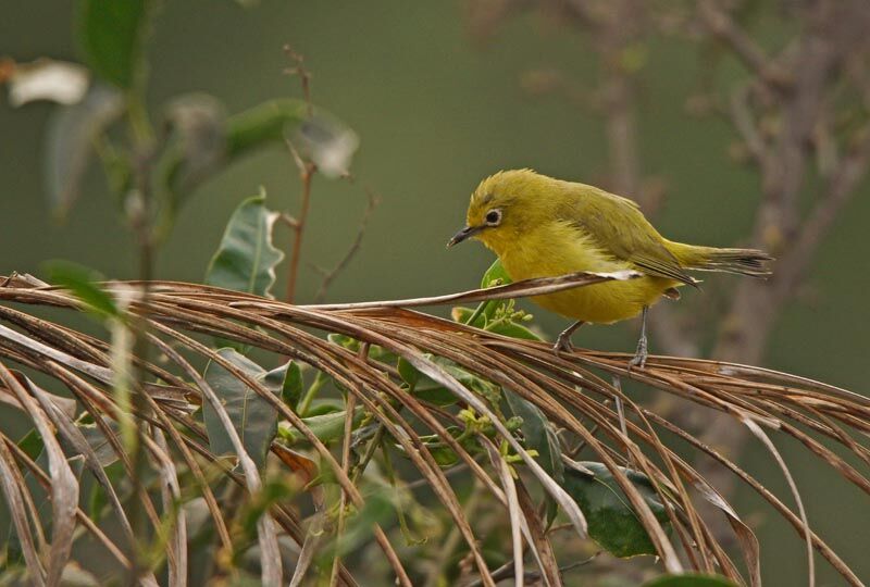 Zostérops à flancs jaunes