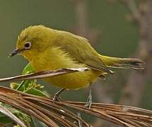 Pale White-eye