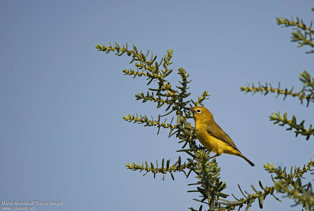 Pale White-eye