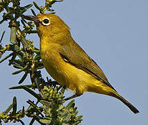 Pale White-eye