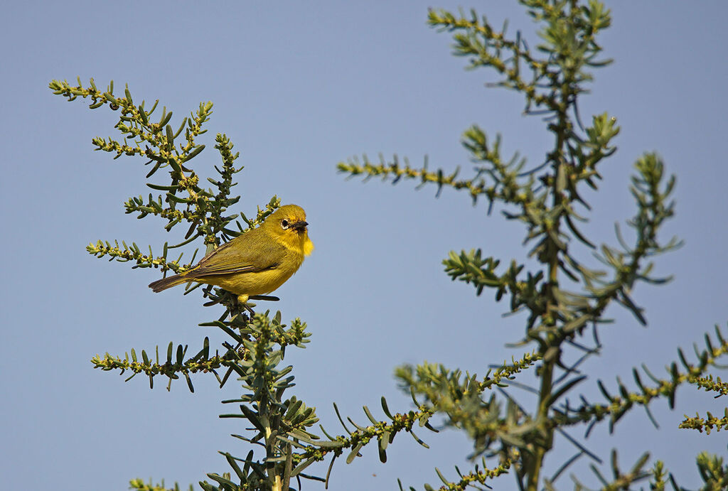 Zostérops à flancs jaunes