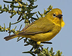 Pale White-eye