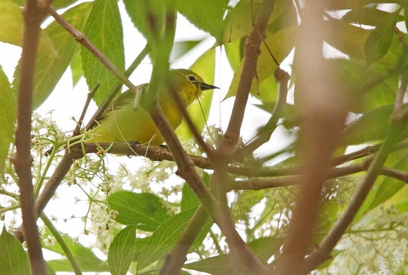 Pale White-eye