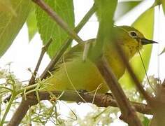 Pale White-eye