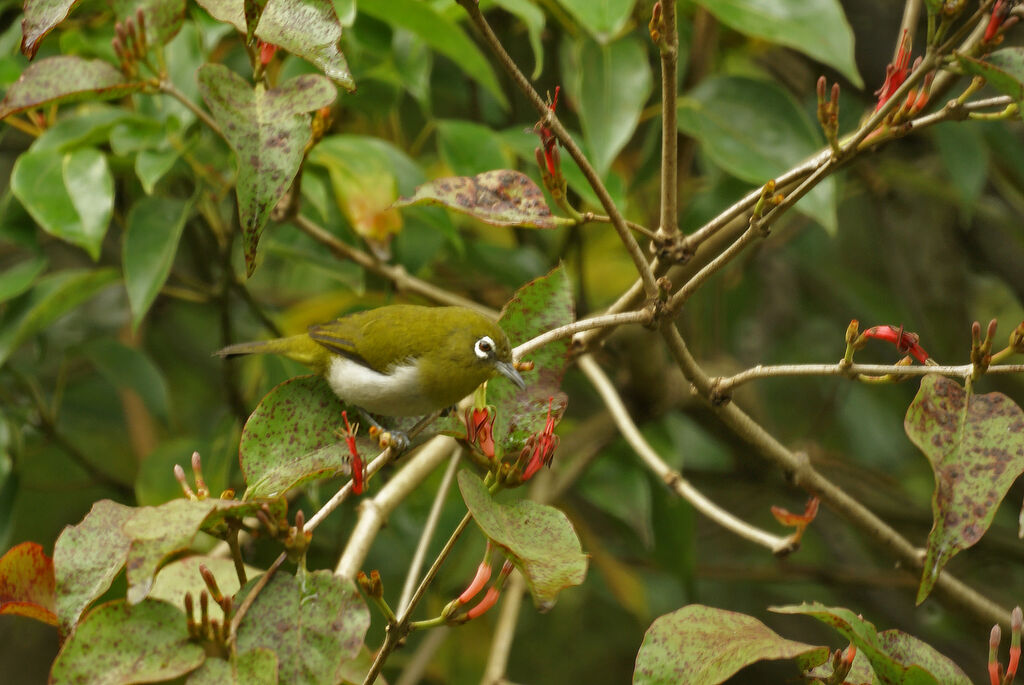 Sri Lanka White-eye