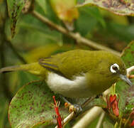 Sri Lanka White-eye