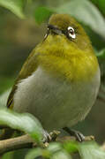 Sri Lanka White-eye