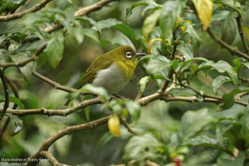 Sri Lanka White-eyeadult