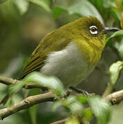 Sri Lanka White-eye