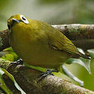 Zostérops jaune