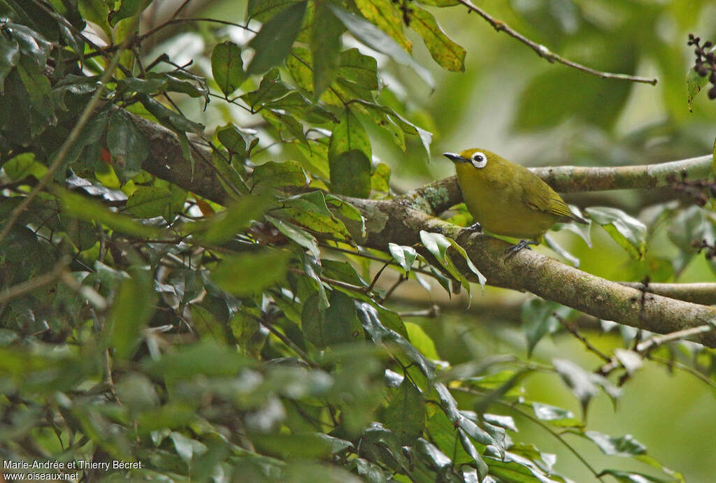 Zostérops jauneadulte, identification