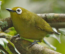 Northern Yellow White-eye