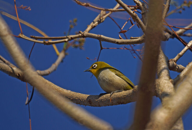 Malagasy White-eye