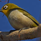 Zostérops malgache