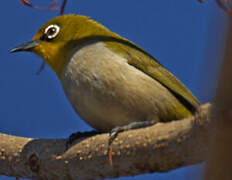 Malagasy White-eye