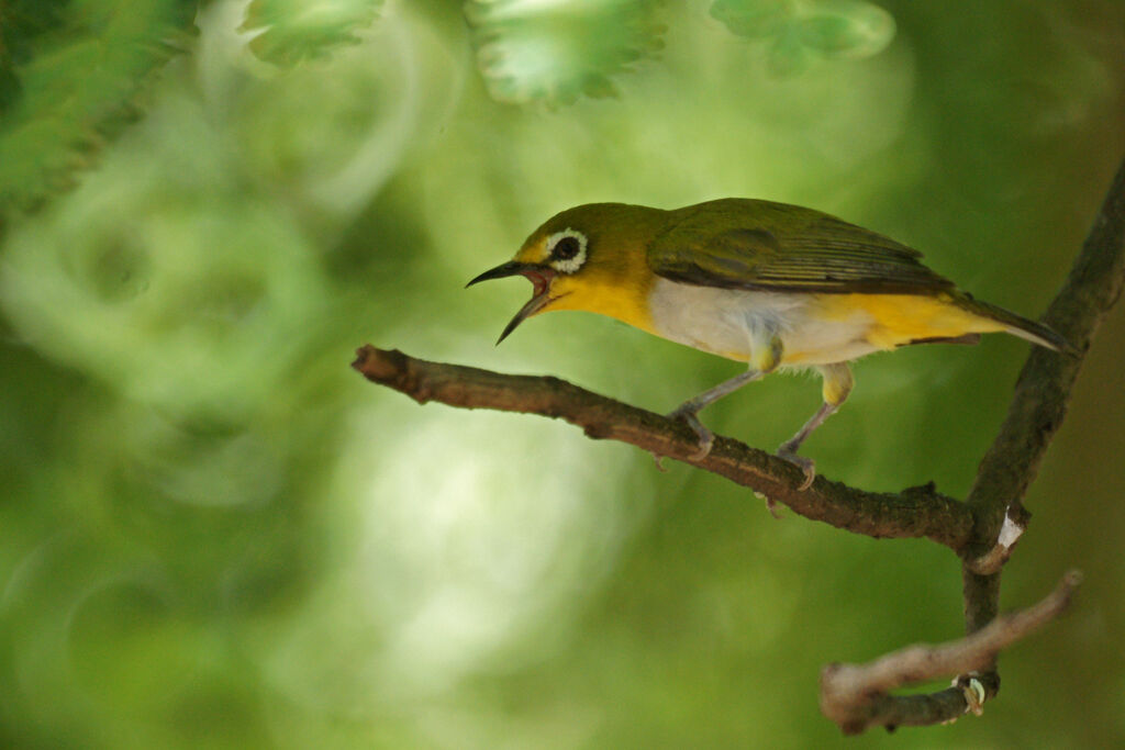 Indian White-eye