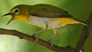 Indian White-eye