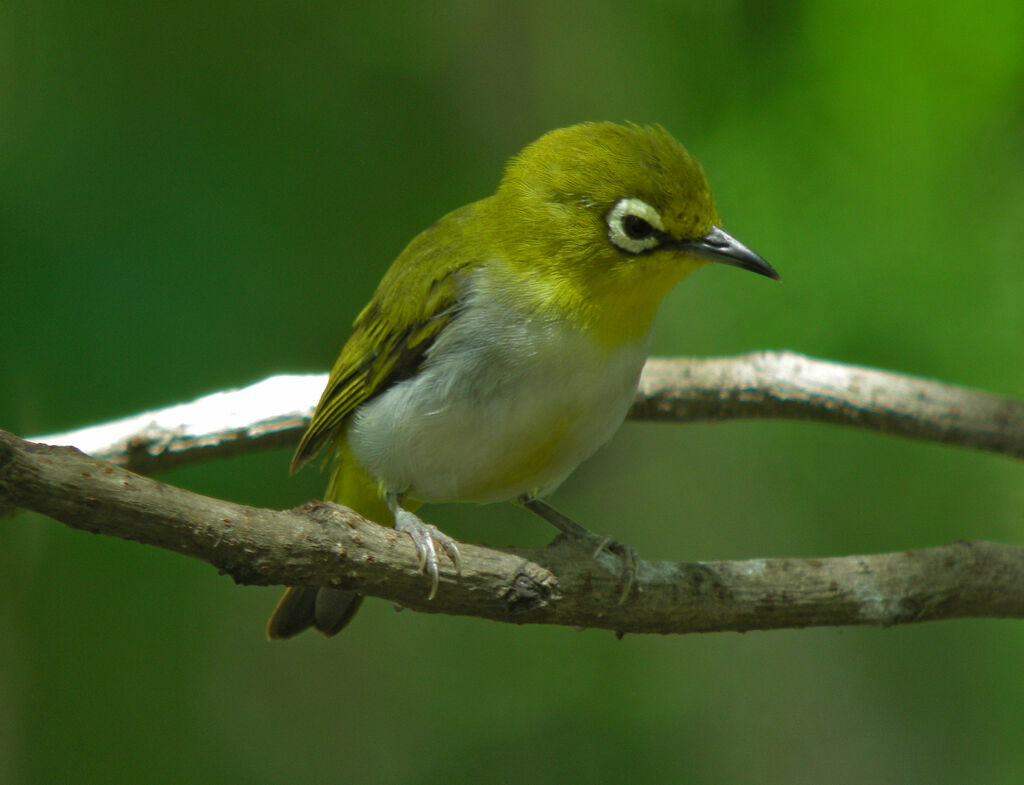 Indian White-eye