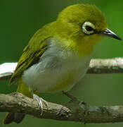 Indian White-eye