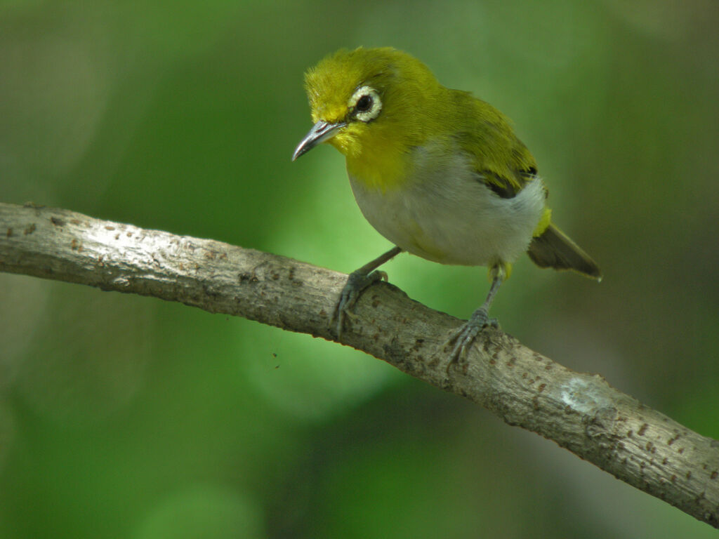 Zostérops oriental, identification