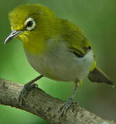 Indian White-eye